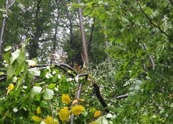 Außenanlagen 05 - RL Gebäudemanagement - Thumbnail RL Gebäudemanagement - Thumbnail - Außenanlagen 05