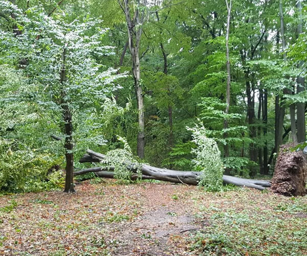 RL Gebäudemanagement - Thumbnail - Sturmschädenbeseitigung